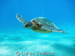 hawaiian turtles by Lukas Sedlacek 
